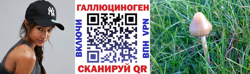 наркотики Данков Псилоцибиновые грибы Cubensis